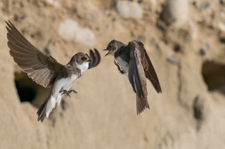 L'hirondelle de rivage est la plus petite d'Europe. En Suisse, il s'agit de la préserver grâce notamment à des remblais artificiels de sable, explique BirdLife Suisse. (archives) Keystone/Burkhardt Marcel, ornifoto.ch/Burkhardt Marcel